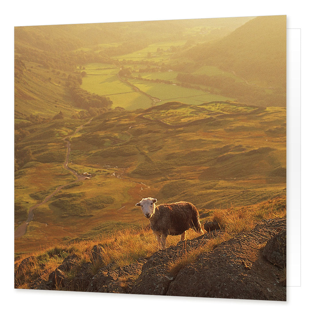 Herdwick in Eskdale greetings card from the Landmark Photographic range by Cardtoons