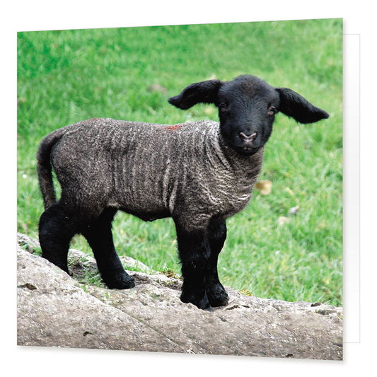 Matching Lugs and Legs Greetings Card from the Landmark Photographic range by Cardtoons