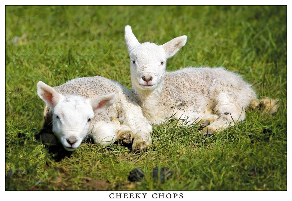 Cheeky Chops postcard | Great Stuff from Cardtoons