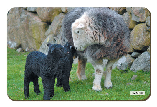 Herdwick Family fridge magnet by Cardtoons Publications