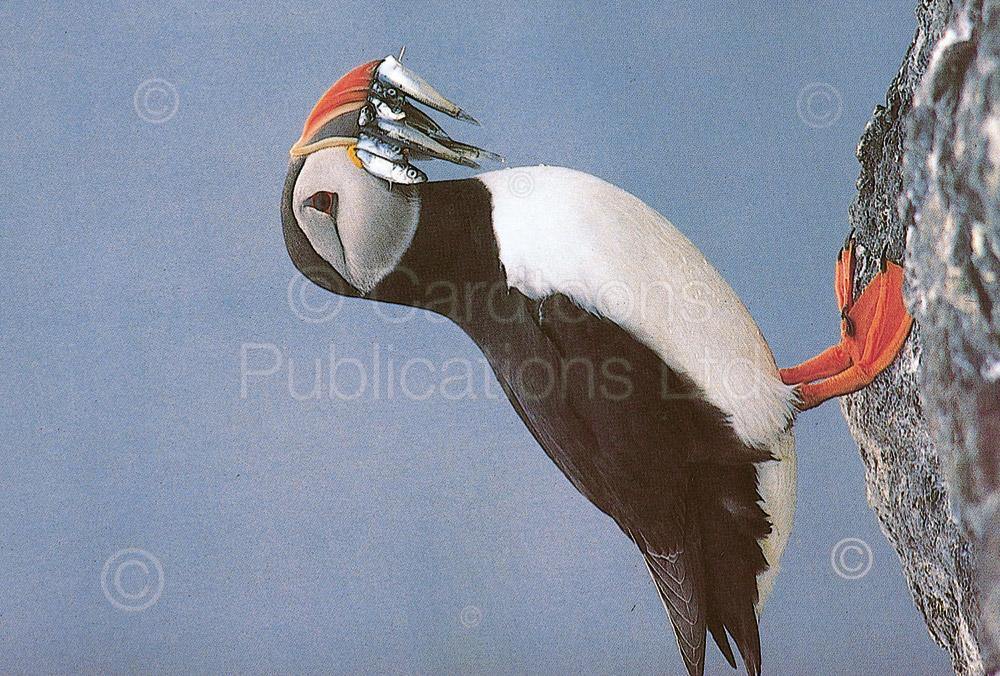 Puffin postcard | Great Stuff from Cardtoons
