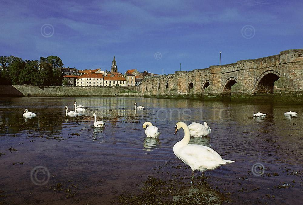 Berwick-upon-Tweed postcard | Great Stuff from Cardtoons