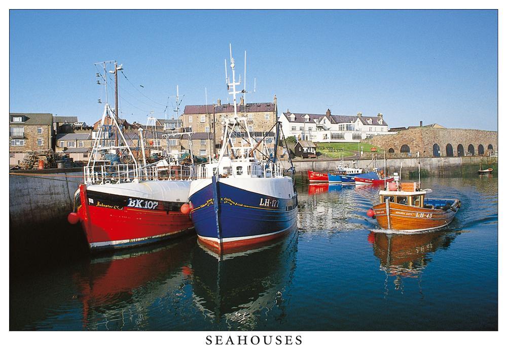 Seahorses Harbour postcard | Great Stuff from Cardtoons
