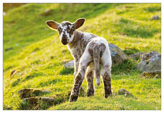 Lamb postcard | Great Stuff from Cardtoons