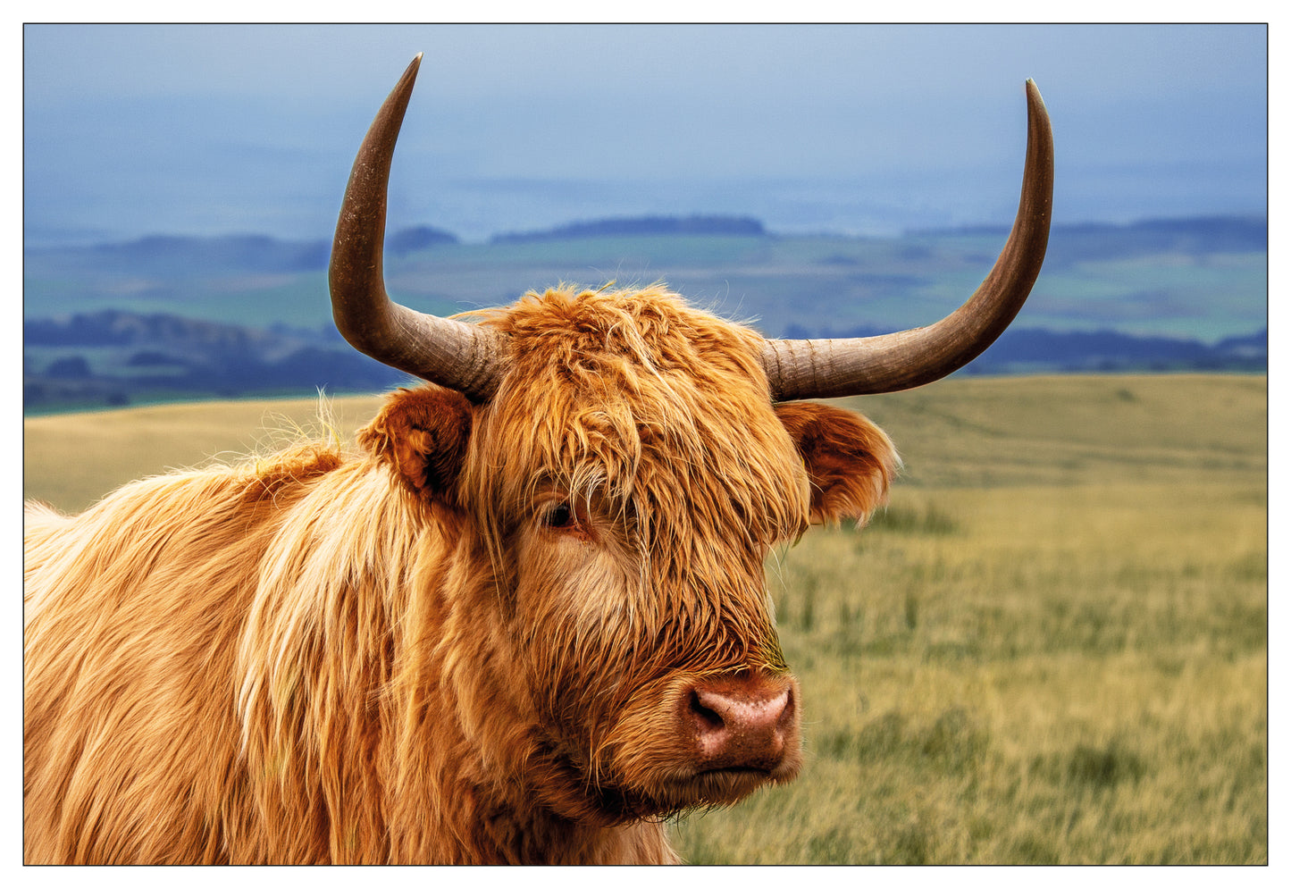 Highland Cow Postcard