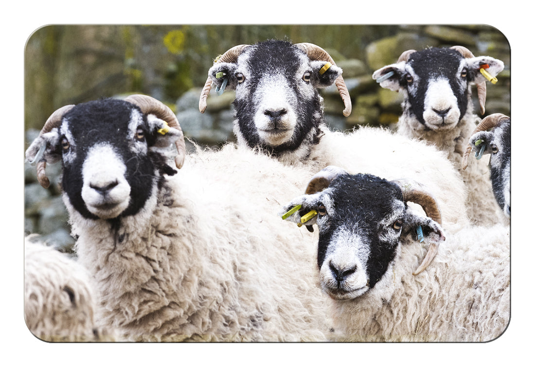 A rectangular magnet with rounded corners featuring a close-up photograph of several black-faced Swaledale sheep with thick white wool and curved horns, set against a blurred natural background.