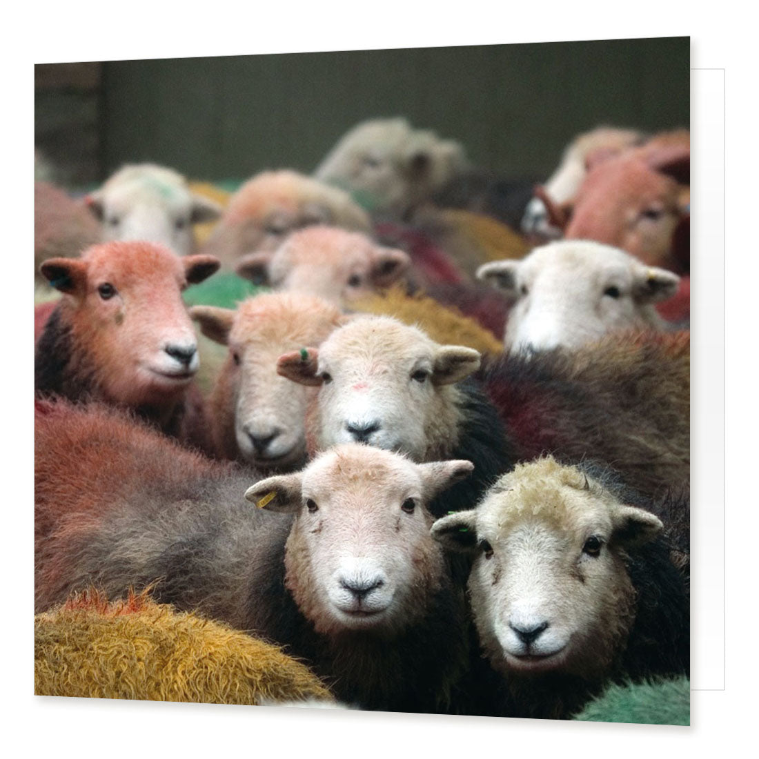 Herdwick Gang greetings card from the Landmark Photographic range by Cardtoons