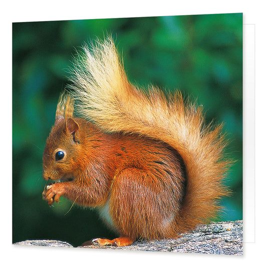 Red Squirrel greetings card from the Landmark Photographic range by Cardtoons