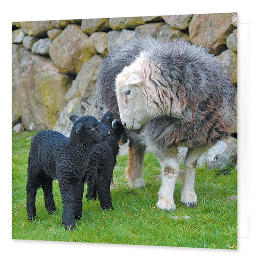 Herdwick Family greetings card from the Landmark Photographic range by Cardtoons