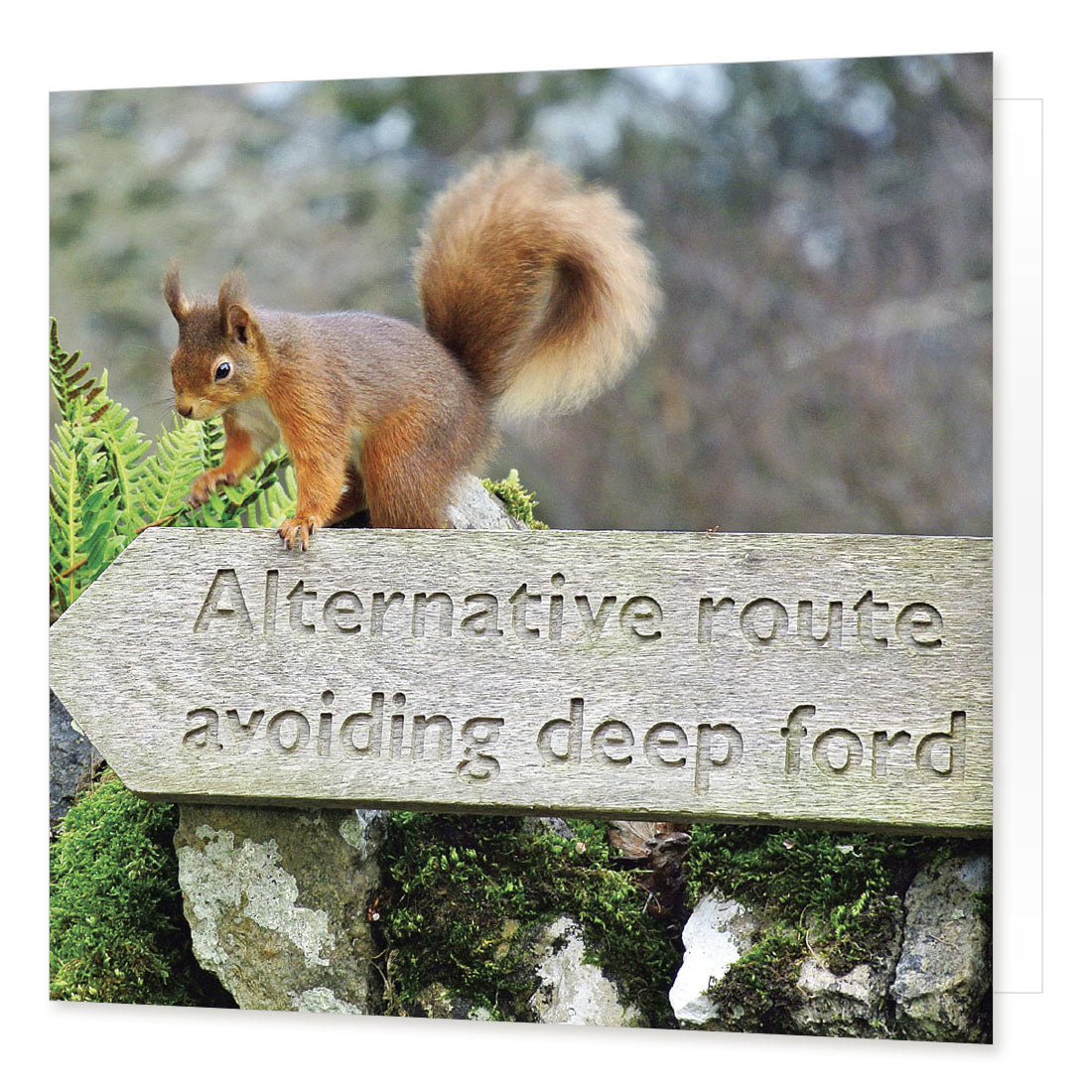 Red Squirrel greetings card from the Landmark Photographic range by Cardtoons