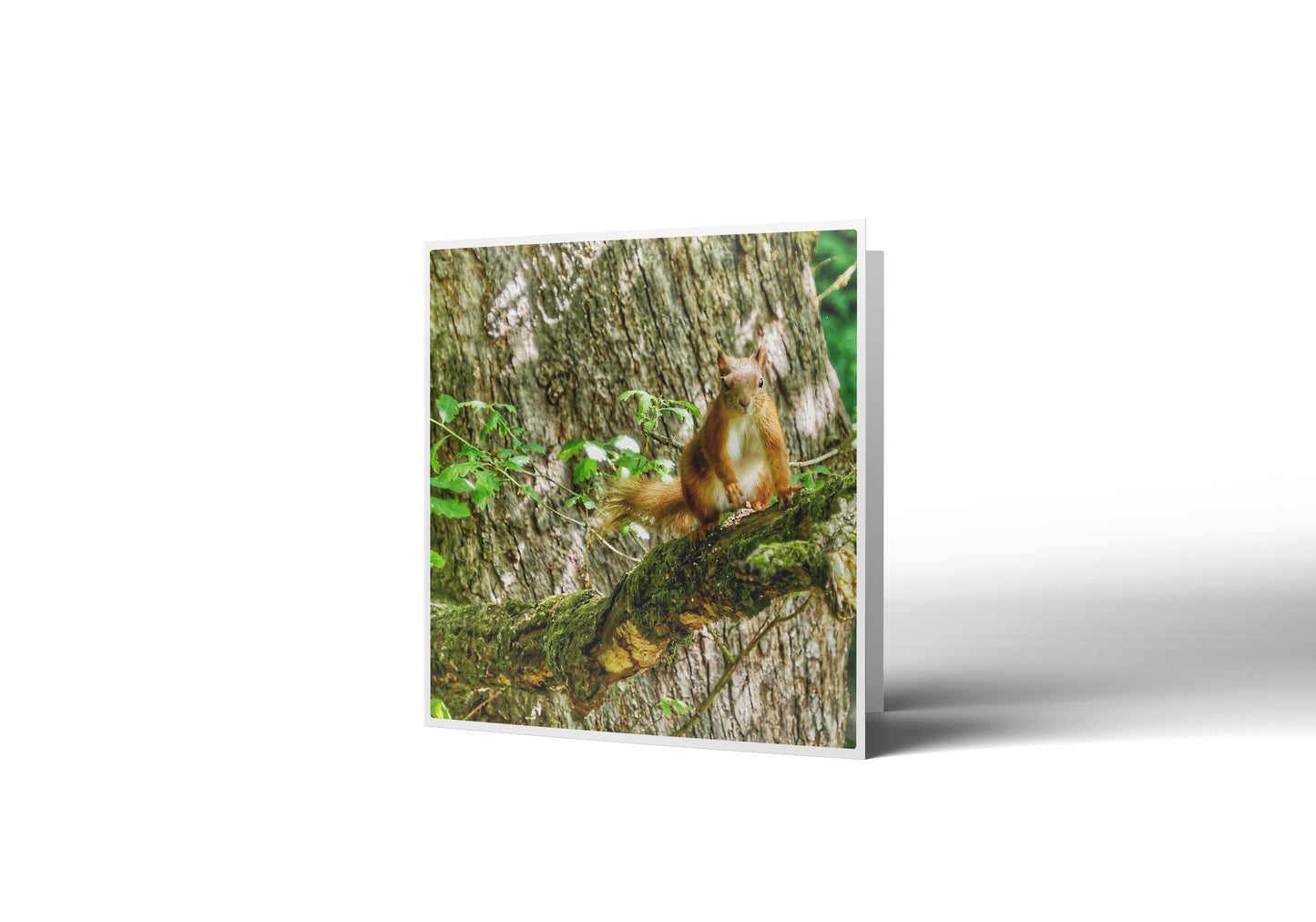 Red Squizzel Greetings Card