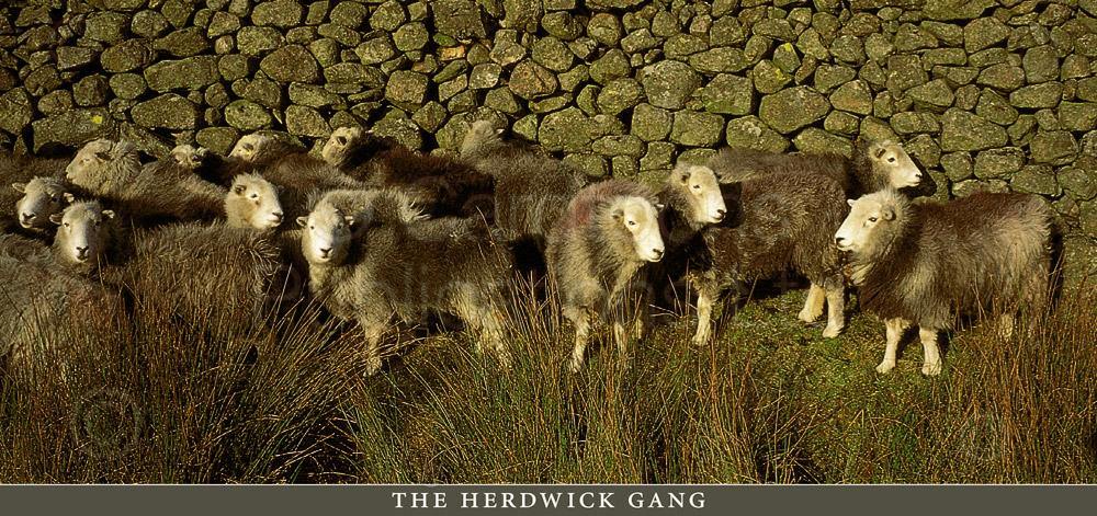 The Herdwick Gang postcard | Great Stuff from Cardtoons