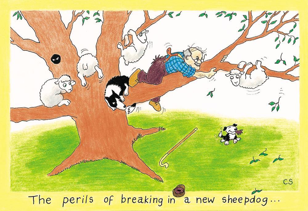 "The Perils Of Breaking In A New Sheepdog" Postcard | Great Stuff from Cardtoons