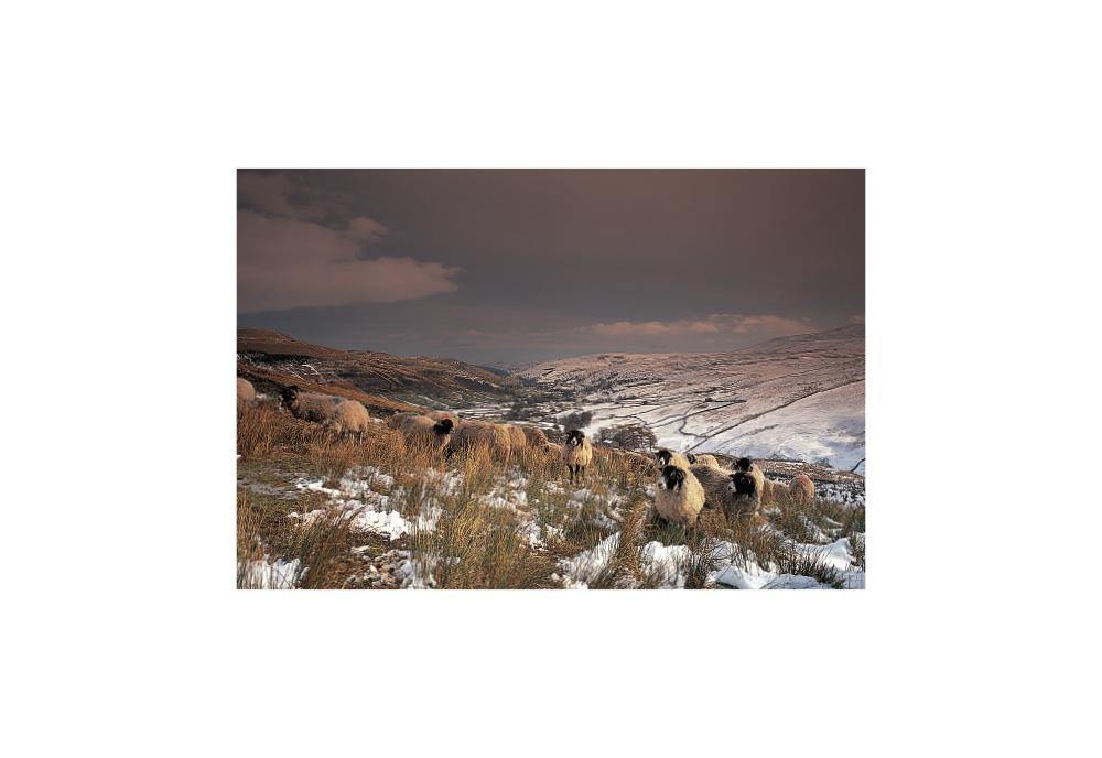 Swaledale Sheep postcard | Great Stuff from Cardtoons