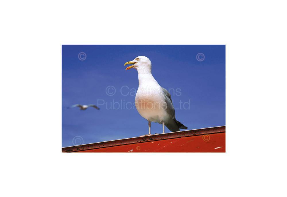 Seagull postcard | Great Stuff from Cardtoons