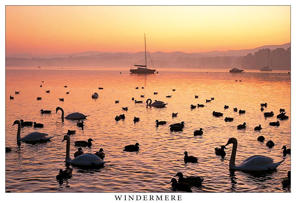 Swan lake, Windermere postcard | Great Stuff from Cardtoons