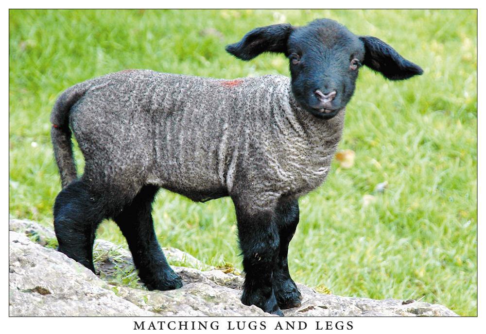 Matching lugs and legs postcard | Great Stuff from Cardtoons