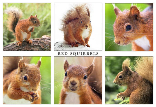 Red Squirrels postcard | Great Stuff from Cardtoons