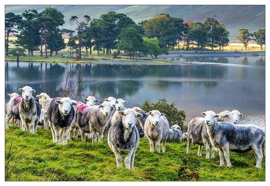 Herdwick Sheep postcard | Great Stuff from Cardtoons