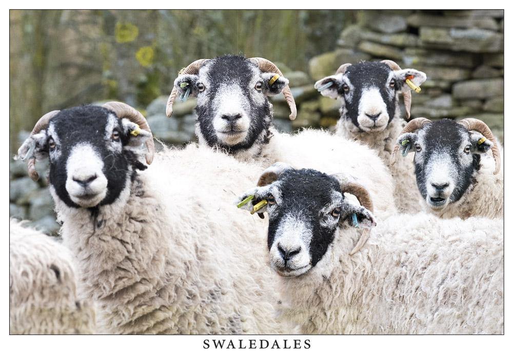 Swaledales postcard | Great Stuff from Cardtoons