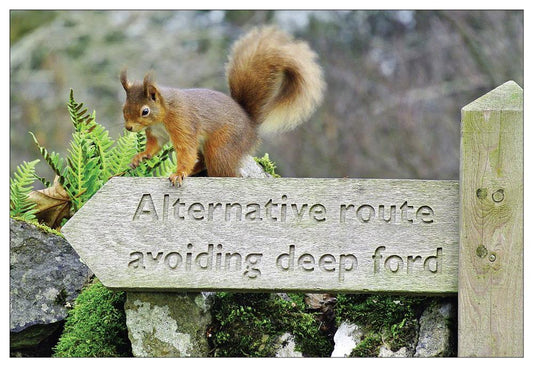 Red squirrel postcard | Great Stuff from Cardtoons