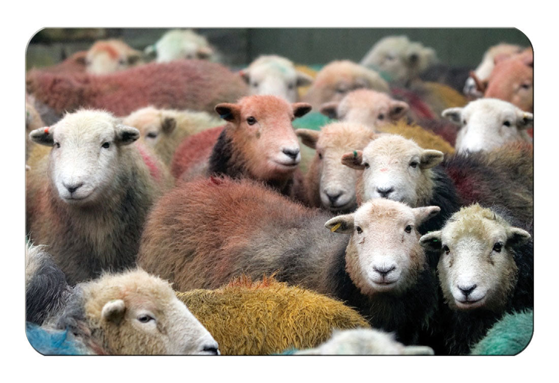 The Herdwick Gang flexible fridge magnet - Great Stuff from Cardtoons