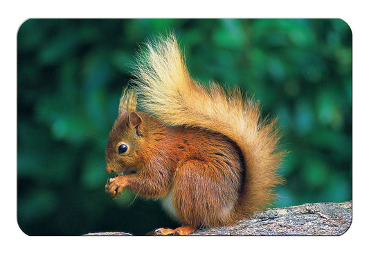 Red Squirrel flexible fridge magnet - Great Stuff from Cardtoons