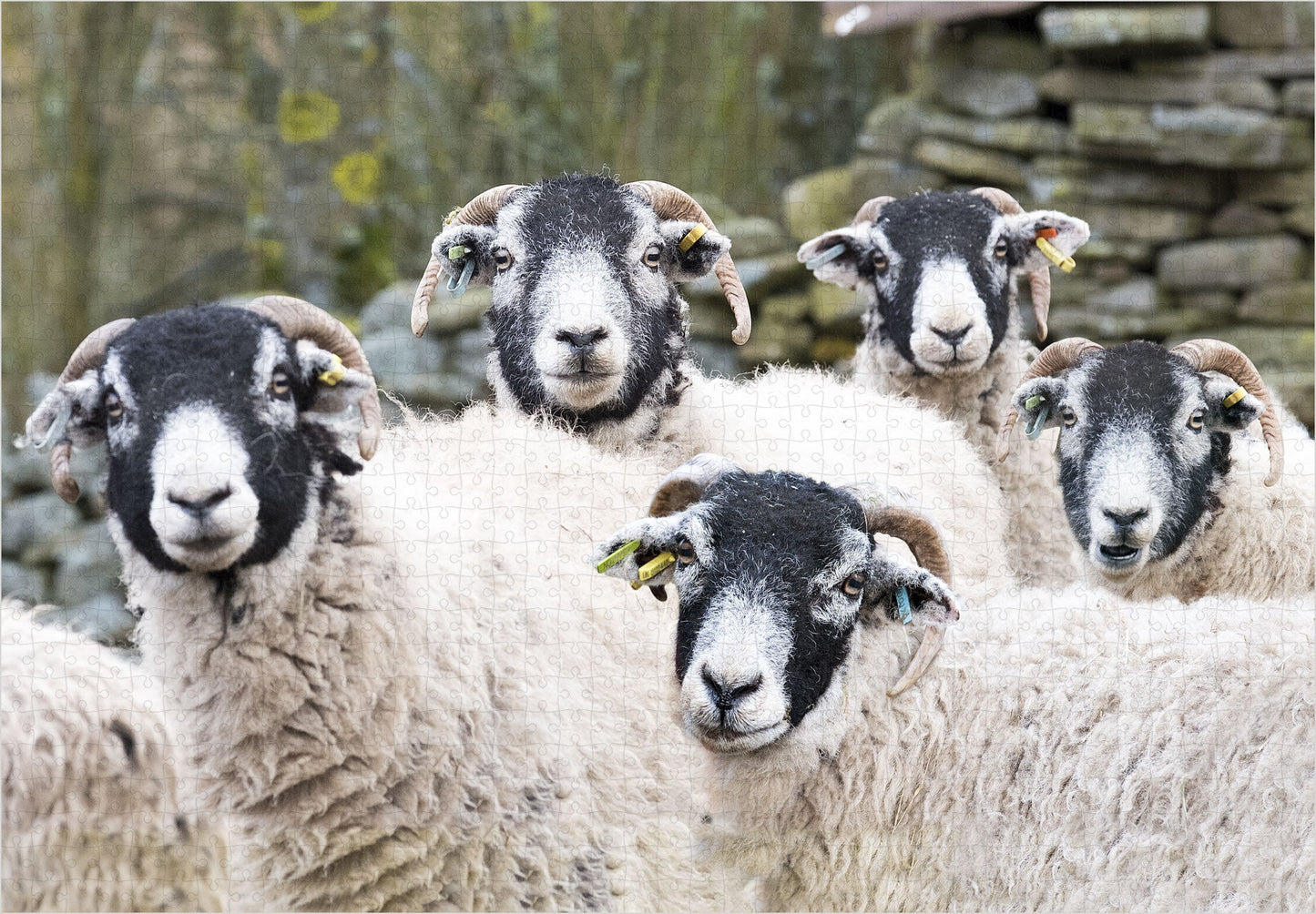 Swaledale Sheep Luxury Jigsaw Puzzle - jigsaw