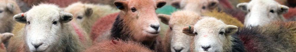 Herdwick Gang bookmark | Great Stuff from Cardtoons