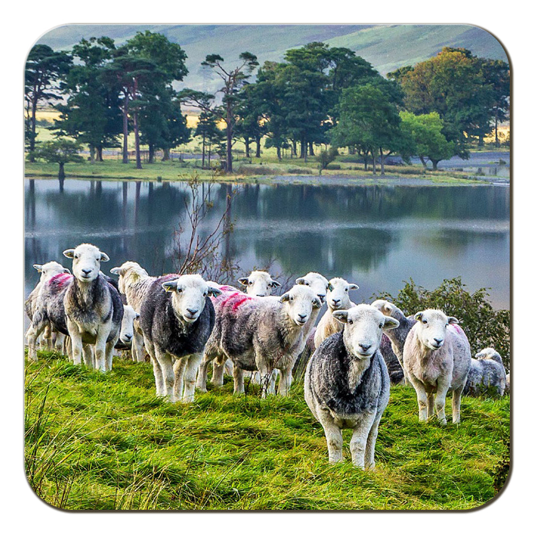 Herdies Coaster by Cardtoons Publications