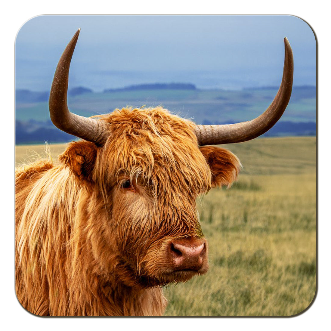 Highland Cow Coaster by Cardtoons Publications