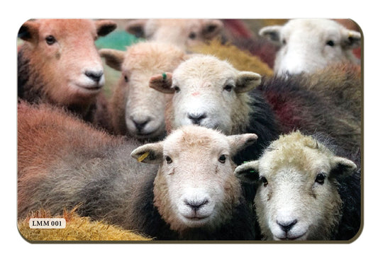 Herdwick Gang fridge magnet by Cardtoons Publications