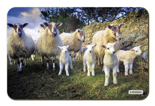 The Lamb Gang fridge magnet by Cardtoons Publications