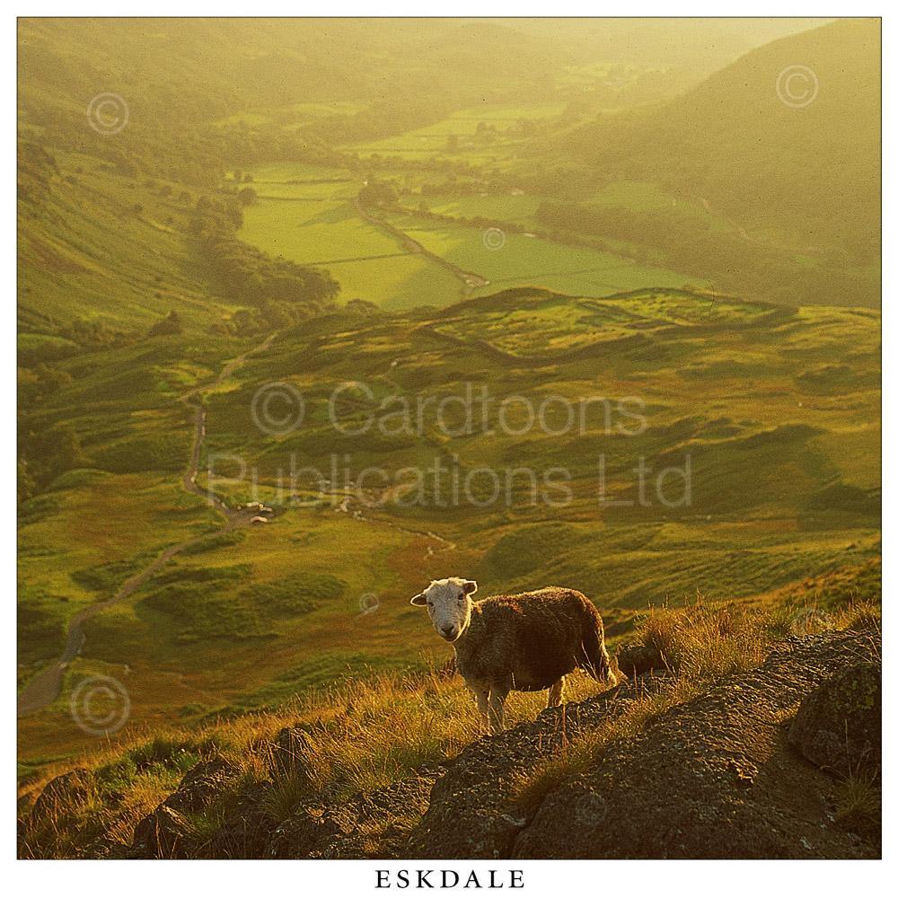 Eskdale Square Postcard by Cardtoons