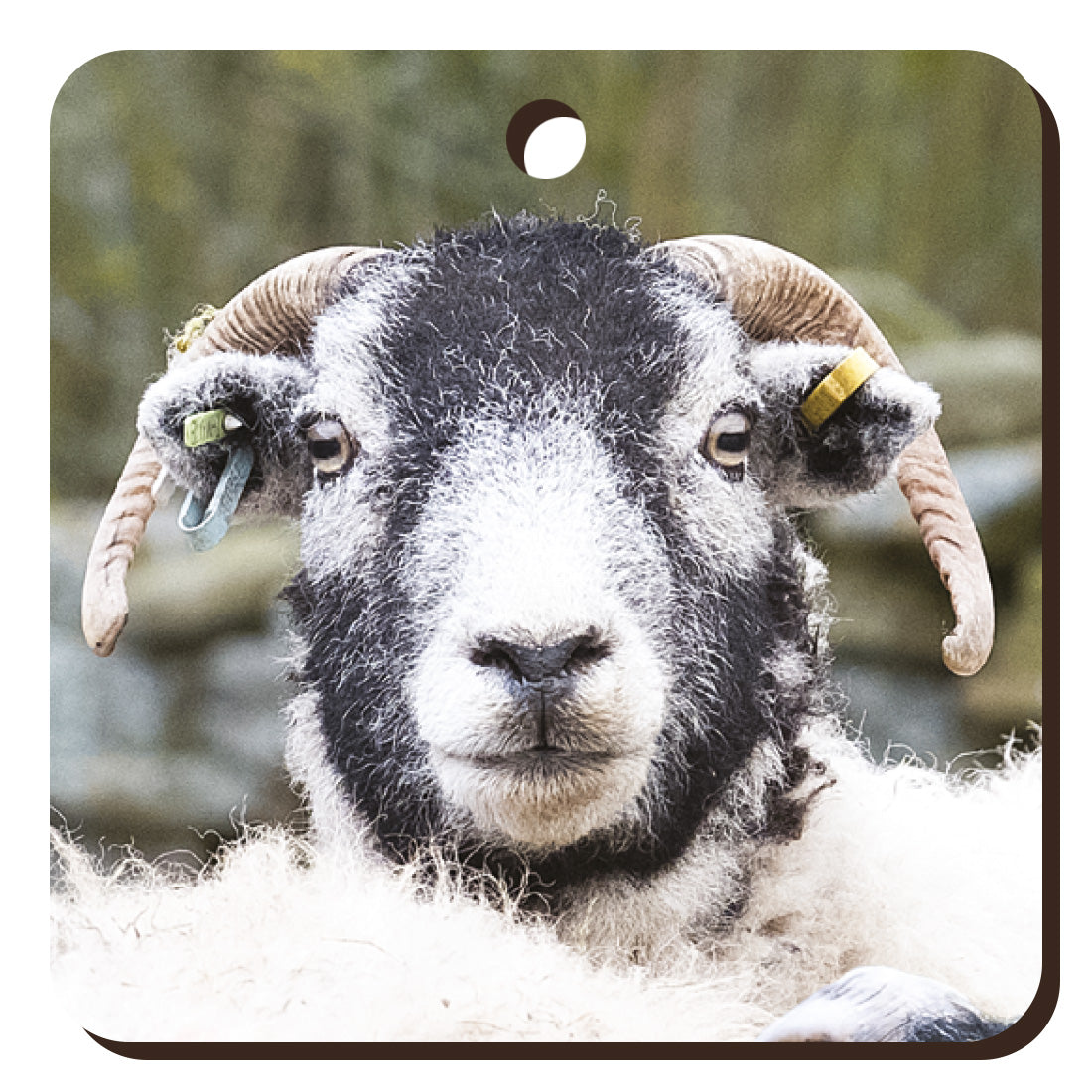 A Swaledale Sheep Wooden Keyring | Great Stuff from Cardtoons