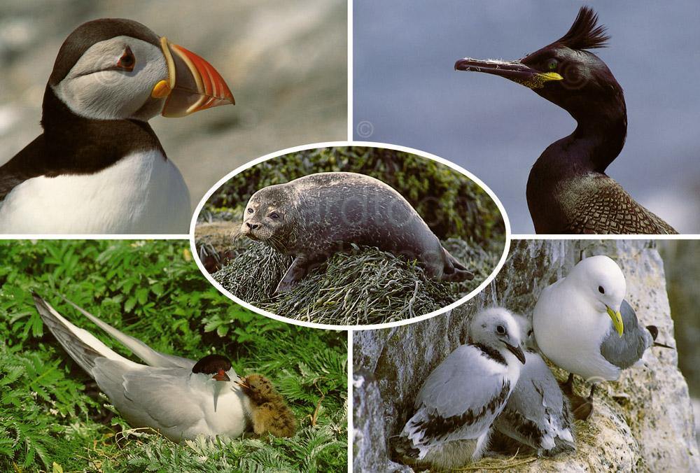Farne Islands postcard | Great Stuff from Cardtoons