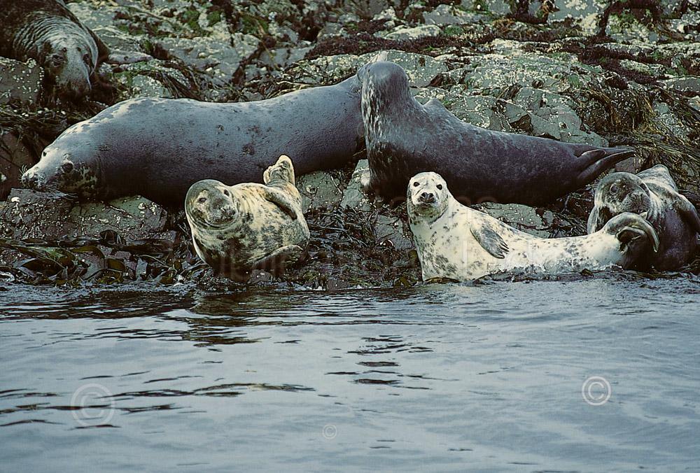 Grey Seals postcard | Great Stuff from Cardtoons