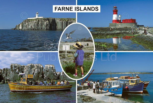 Farne Islands postcard | Great Stuff from Cardtoons