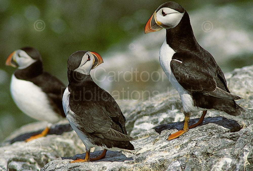 Puffins postcard | Great Stuff from Cardtoons