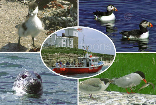 Coquet Island postcard | Great Stuff from Cardtoons