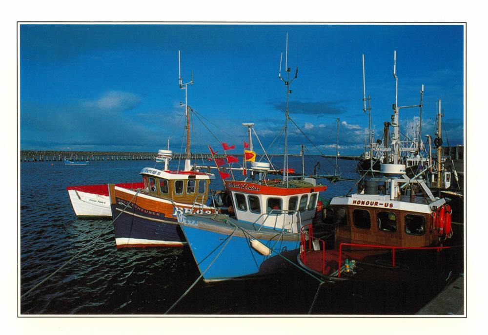 Amble Harbour Postcard | Great Stuff from Cardtoons