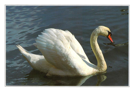 Mute Swan postcard | Great Stuff from Cardtoons