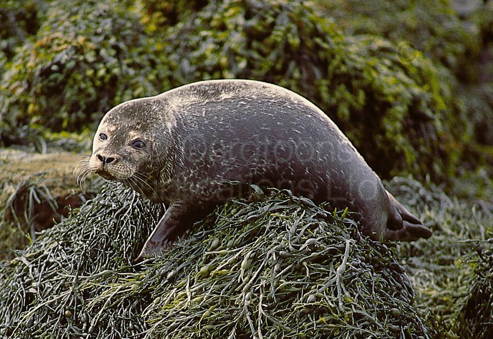 Grey Seal postcard | Great Stuff from Cardtoons