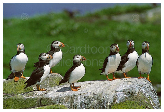 Puffins at rest postcard | Great Stuff from Cardtoons