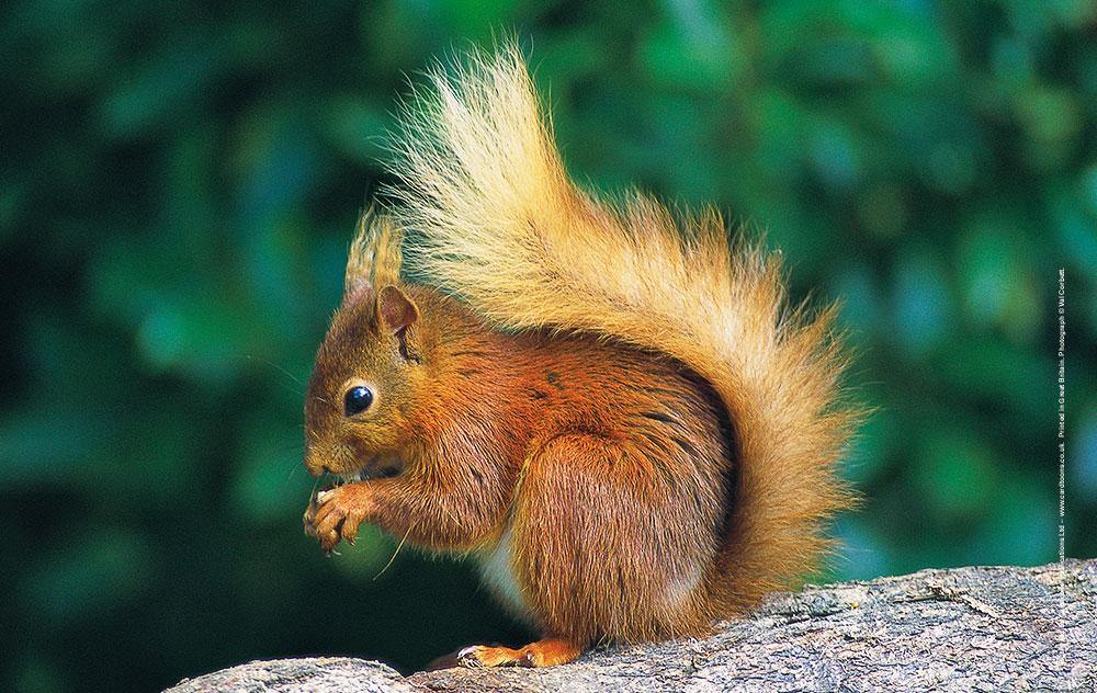 Red Squirrel Tea Towel | Great Stuff from Cardtoons