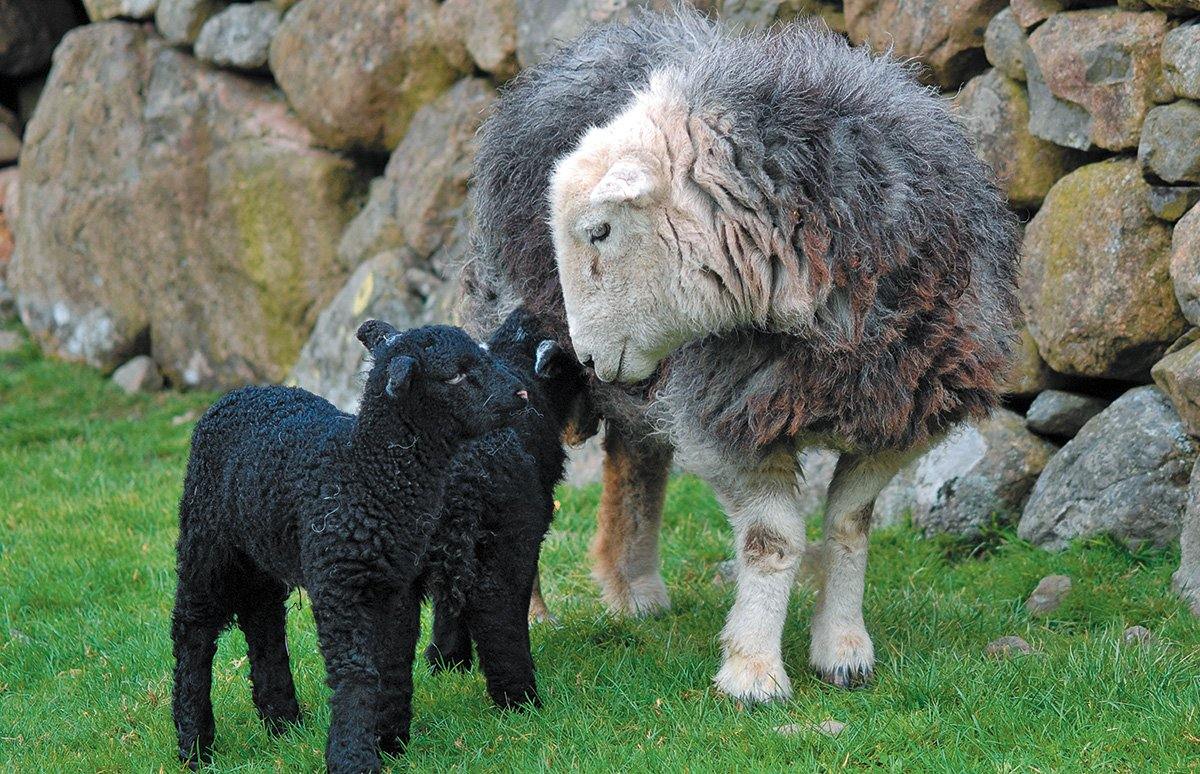 Herdwick Family Tea Towel | Great Stuff from Cardtoons