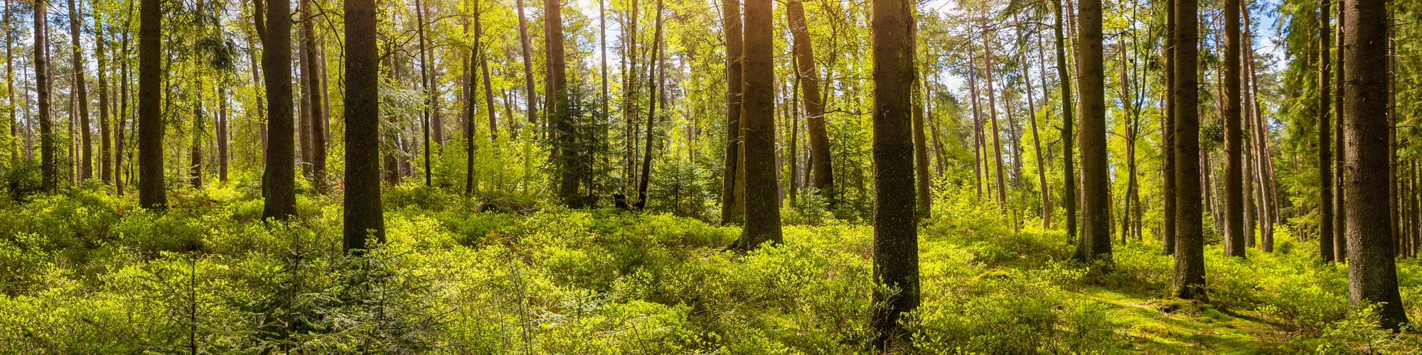 Sustainability and environmentally friendly