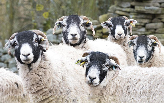 Swaledale Sheep Tea Towel | Great Stuff from Cardtoons