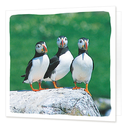 Puffins Greetings Card