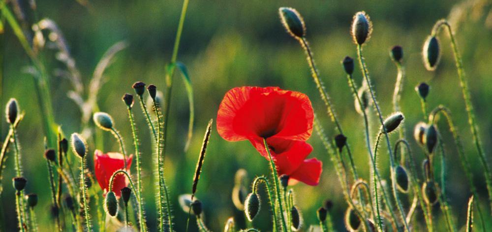 Poppy field postcard | Great Stuff from Cardtoons